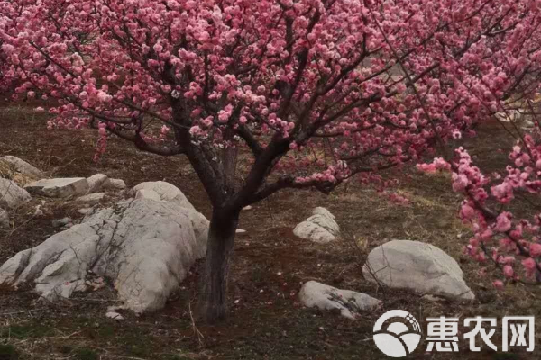 红梅花的养殖方法和注意事项-图片版权归惠农网所有