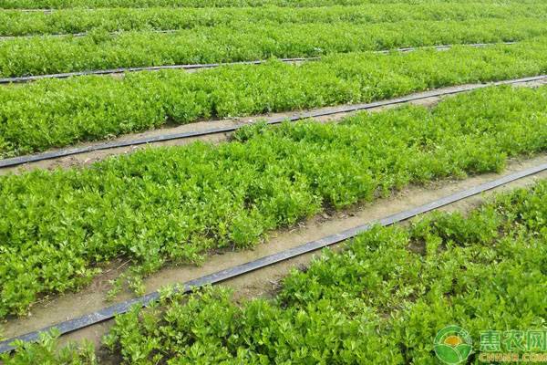 大叶芹的生物学特性及栽培技术