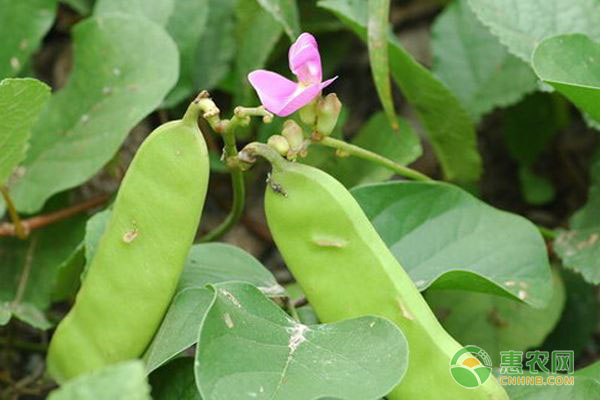 刀豆种植时间与栽培技术要点