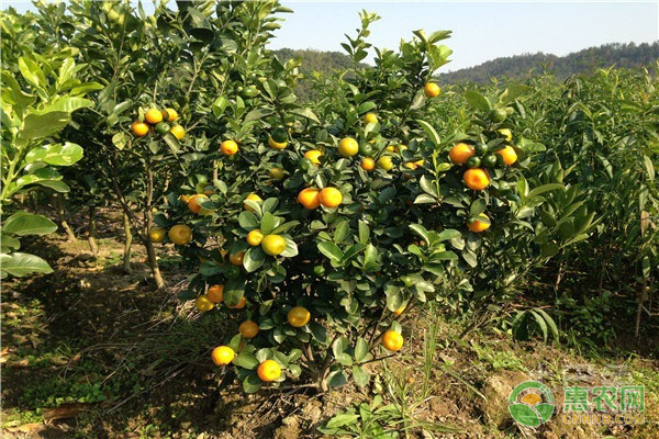 六月水果柑橘的“三好”种植管理要点