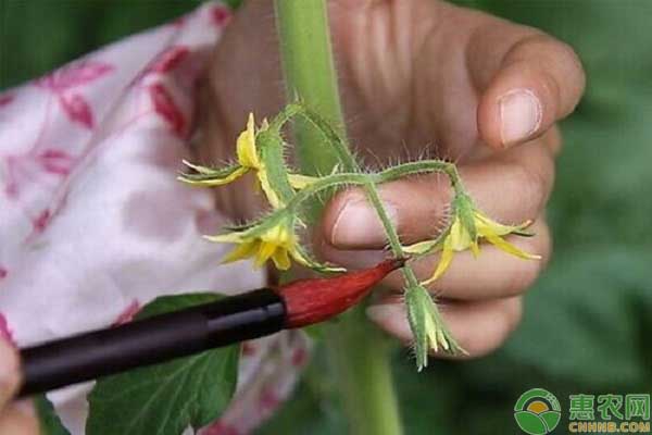 花卉植物的授粉要点