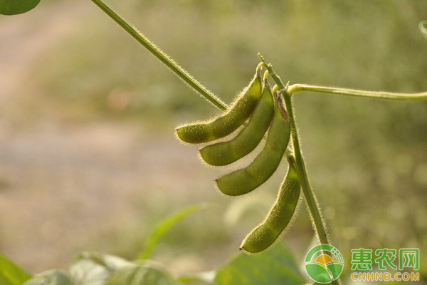 恶劣天气下大豆如何管理？这六大要点需掌握！