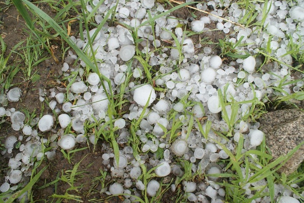 雹灾后蔬菜的管理技术要点