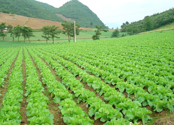 夏季蔬菜易早衰怎么办