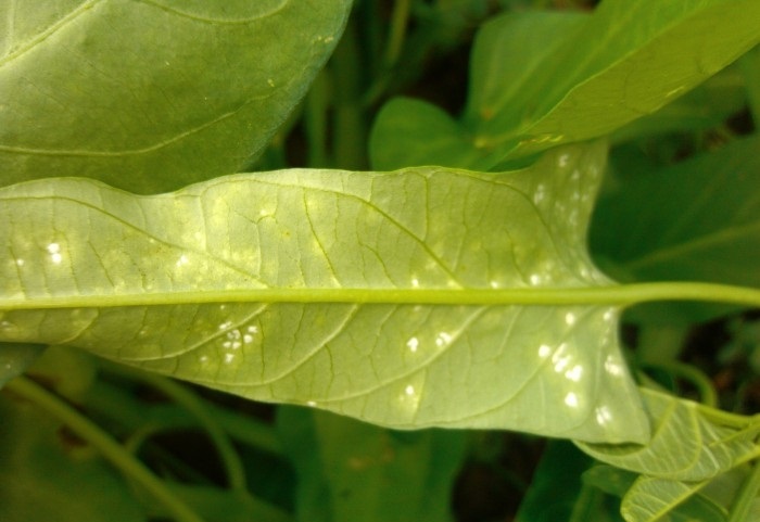 空心菜白锈病发病条件