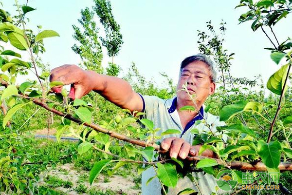 苹果树疏果小技巧