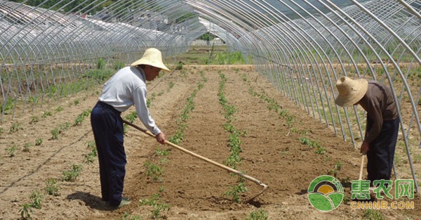 依天气及生长特点确定底肥施用方法