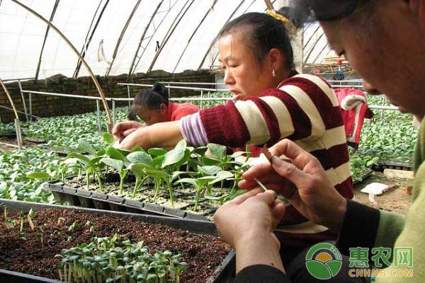 南瓜种植高产小窍门之稻草盖存变色