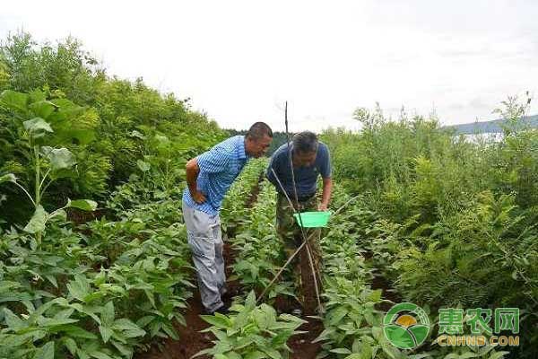 大豆食心虫的防治办法之农业防治 