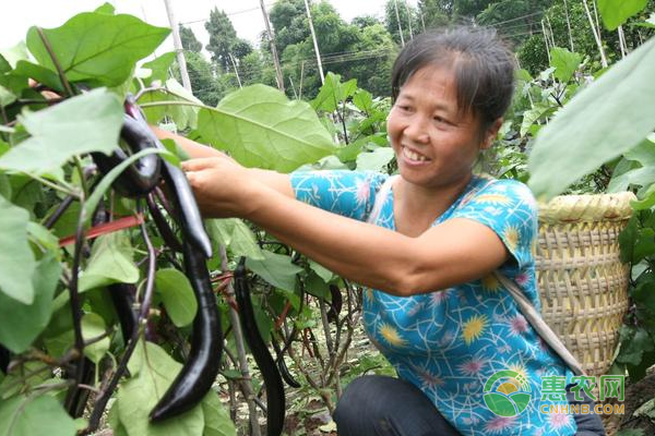  茄子病虫害侵袭案例