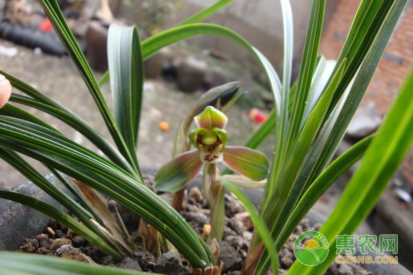 兰花种植技巧