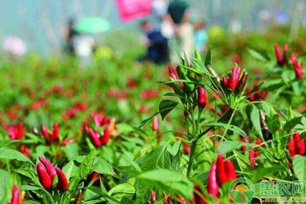 秋冬季节朝天椒种植技术