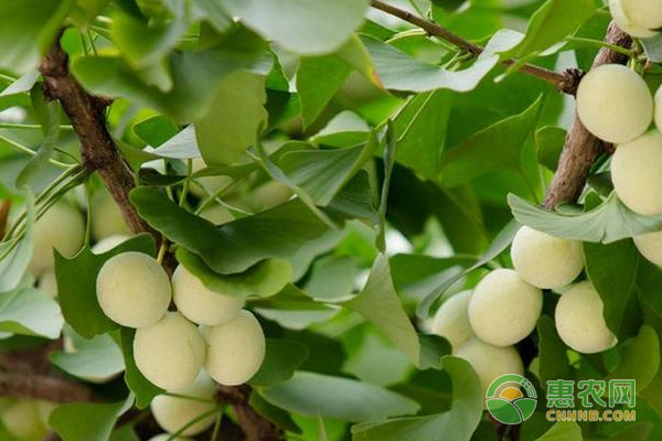 裸子植物银杏苗繁殖技术