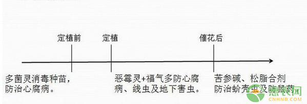 金菠萝栽培技术