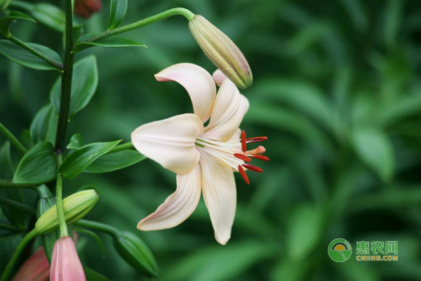 如何有效的延长百合花的花期？这6个小妙招一学就会！