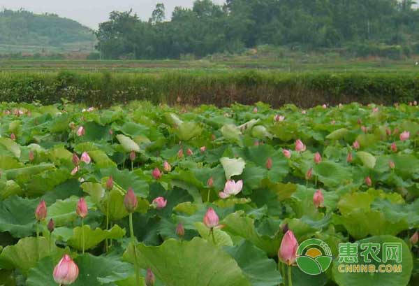 莲藕定植后不“发棵”的原因