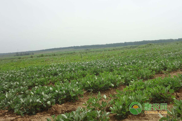 黑花生种植田间管理技巧