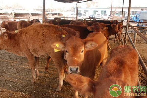 肉牛养殖技术