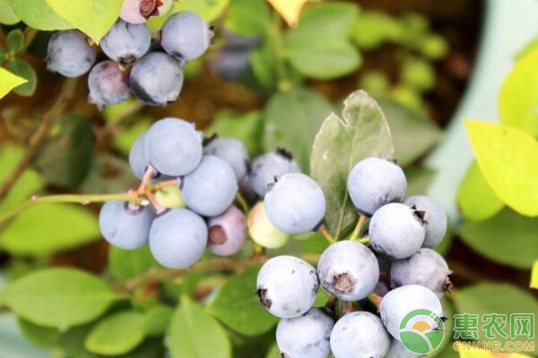 盆栽蓝莓种植要点