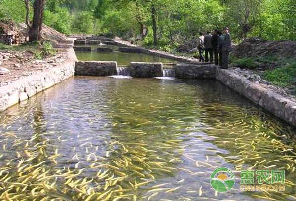 金八银九时节水产养殖管理的重点