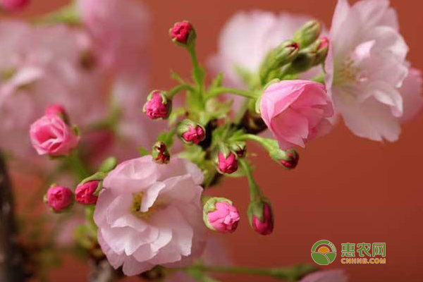 盆栽樱花用什么土好？樱花种植时间与方法