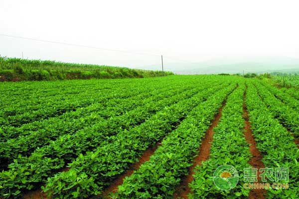 花生种植过程中主要病虫害防治措施