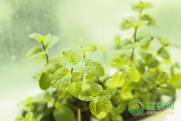 中药材薄荷种植于盆栽的技术方法