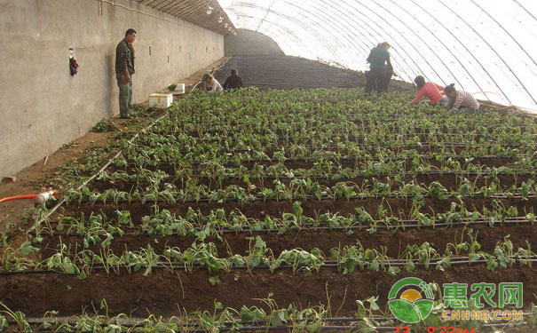 秋季大棚草莓定植方法