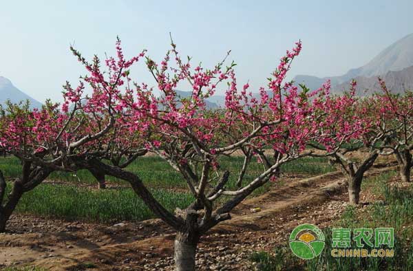 露地桃树如何密植？露地桃树密植技术要点