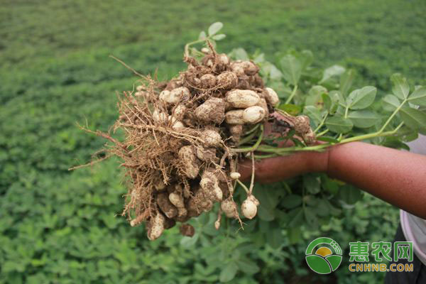 花生种植技术：花生缺磷的症状及防治办法