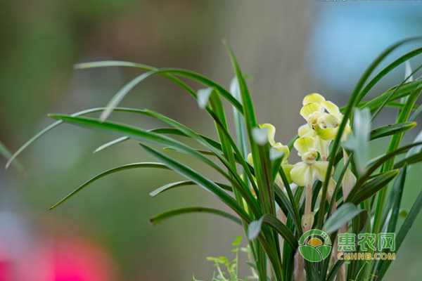 兰花种植肥伤药害处理方法！