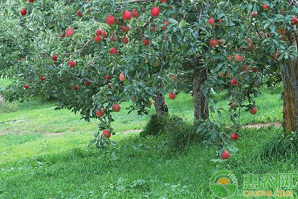 种植苹果树防治被病虫入侵现场