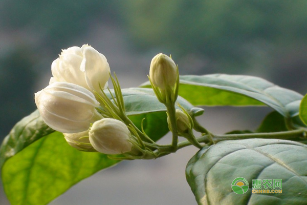 盆栽茉莉花繁殖技巧！