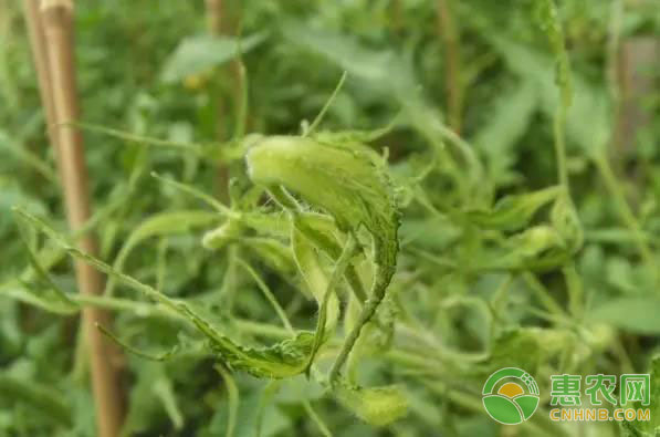 植物生长调节剂怎么用?植物生长调节剂使用注意事项