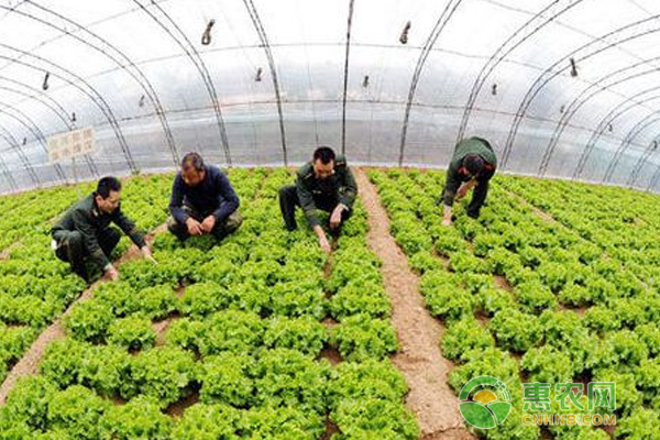 蔬菜常见真菌病害，4招教你辨别！还有用药大指南！