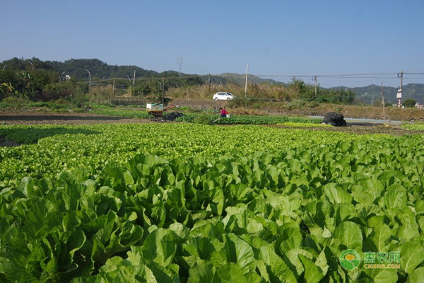 蔬菜病毒病怎么防治？防治蔬菜病毒病的关键点！