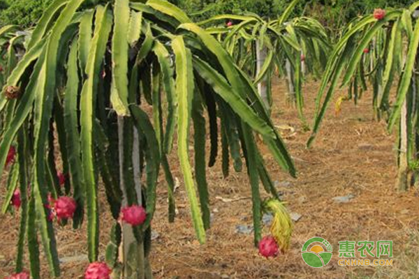 火龙果产期调节—增产、错峰销售，实现效益最大化