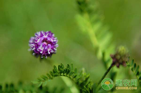 如何栽培出高品质、高产量的中药材——黄芪