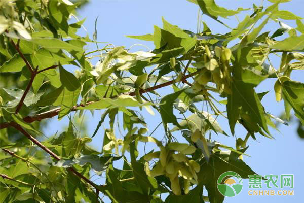 果树种植技巧：膨果期果树管理措施