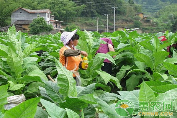 烟草如何种植？烟草高效栽培技术要点介绍