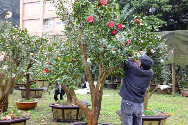 盆栽茶花怎么嫁接？盆栽茶花嫁接方法