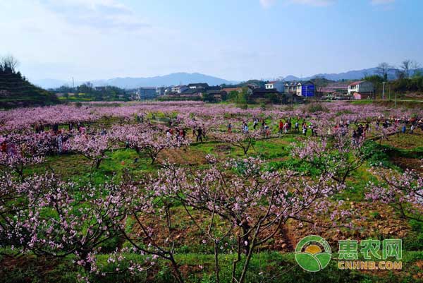 桃树再植障碍是什么？桃树再植障碍的解决办法