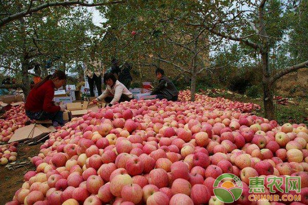 关于提高陕北苹果园土壤有机质含量的管理措施介绍