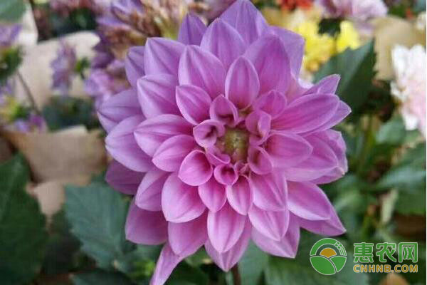 菊花怎么种?<a href='http://www.lianlianny.com/agricprod/t/115924.html' class='j-href' target='_blank'><span style='color:#FF8001'>菊花种植</span></a>技巧