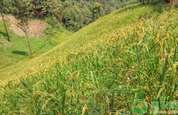 油茶林下套种山稻技术要点