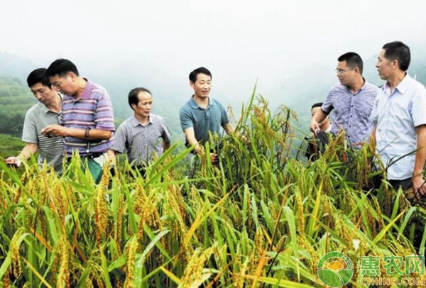 油茶林下套种山稻效益分析