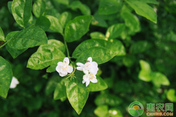 茉莉花的养殖方法