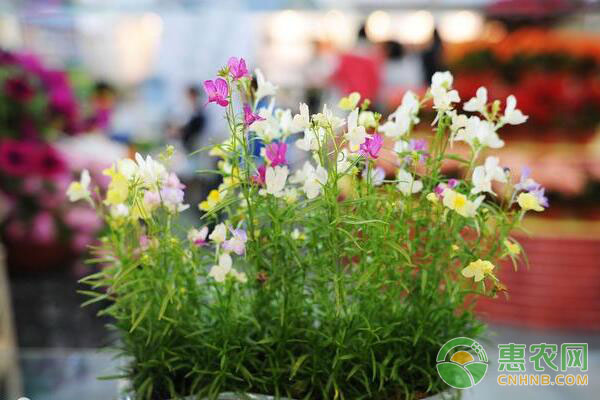 花盆不透气怎么办?花盆透气小窍门