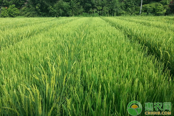 水稻精确定量栽培技术原理及栽培技术的实施要点