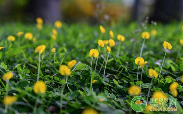 花生出现空壳、秕果的原因及防治方法